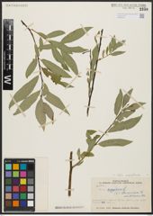 Foto von Salix aegyptiaca L.